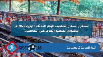 استقرار أسعار الكتاكيت اليوم الثلاثاء 1 أبريل 2025 في الأسواق المحلية (تعرف على التفاصيل)
